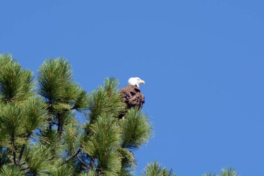 Kuzey Kaliforniya'da Çam Ağacında Kel Kartal