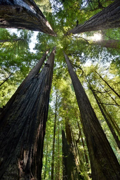 北カリフォルニアの巨大なレッドウッドの木の樹冠を見上げる — ストック写真