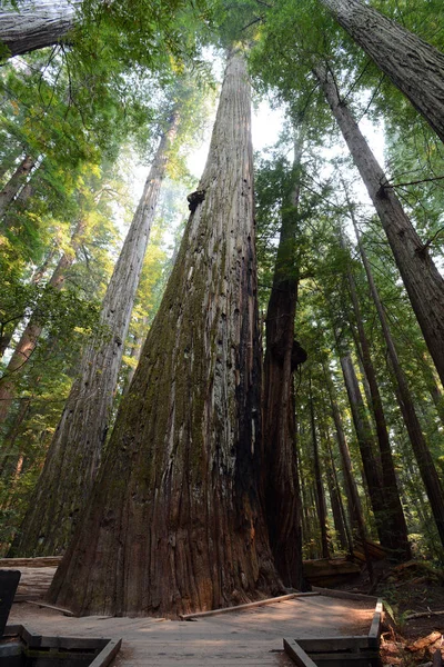 Patrząc Górę Giant Redwood Tree Wzdłuż Szlaku Turystycznego Przez Las — Zdjęcie stockowe