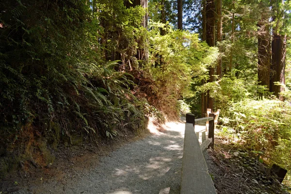 Szlak Przez Las Redwood Północnej Kalifornii — Zdjęcie stockowe