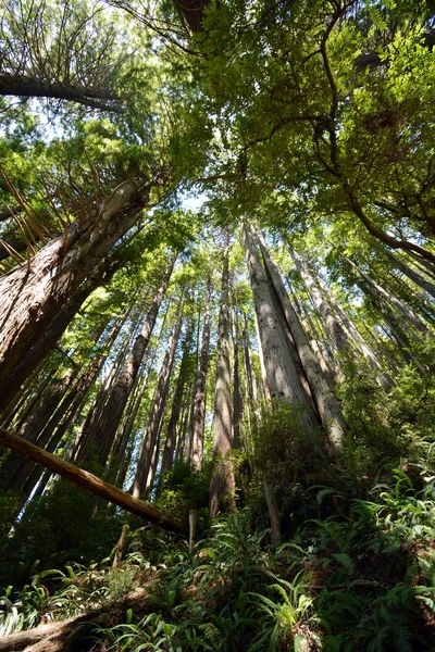 Looking Up at the Tree Canopy of Giant Redwood Trees in Northern California With Ferns at the Base