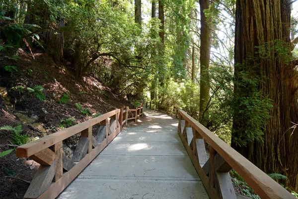 Pont Bois Long Sentier Dans Forêt Séquoias Californie Nord — Photo