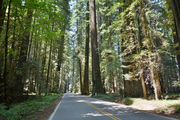 Lookin Dół Alei Gigantów Scenic Byway Lesie Redwood Północnej Kalifornii — Zdjęcie stockowe