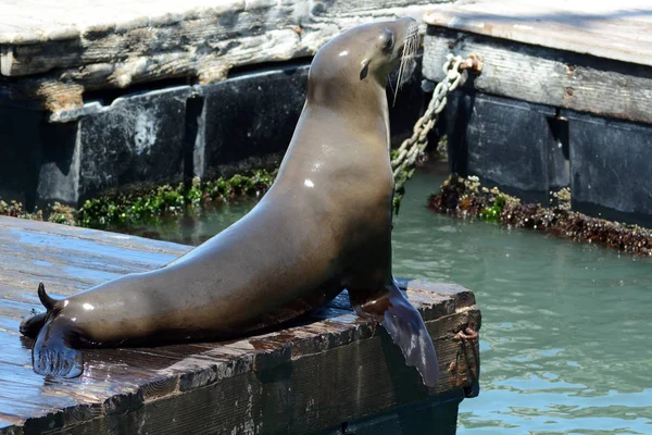 Sea Lion Floating Dock Pier San Francisco California — Stock Photo, Image