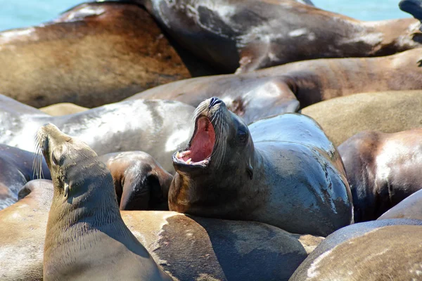 Group of Sea Lions with One Barking