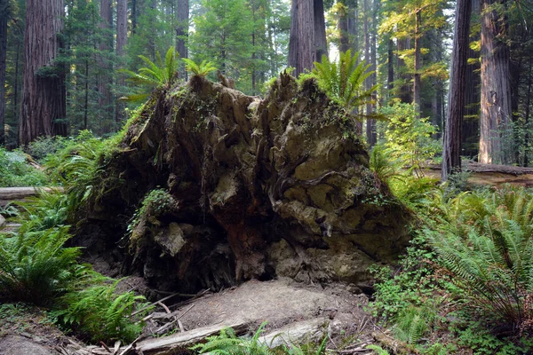 北カリフォルニアの倒れたレッドウッドの木の根 — ストック写真