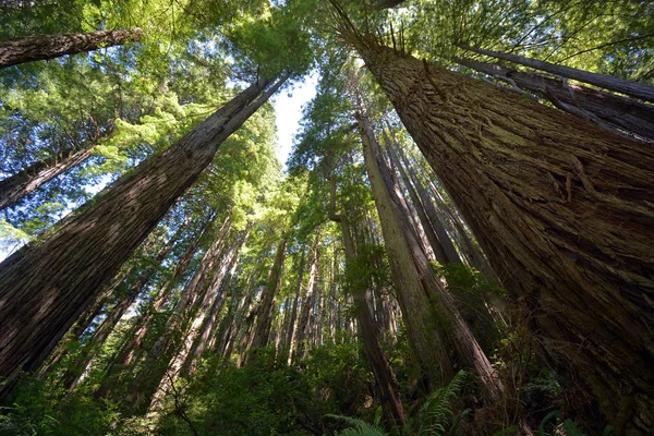 Olhando Para Canopy Árvore Uma Floresta Redwood Norte Califórnia Fora — Fotografia de Stock