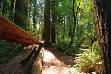 Kuzey Kaliforniya 'daki Giants Bulvarı' nın yakınındaki Redwood Ormanı 'nda devrilmiş bir ağaç.