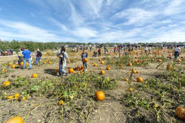 İnsanlar balkabağı tarlasından balkabağı topluyor Fishkill Çiftliği 9 numara, Hopewell Kavşağı, Ny, Usa Columbus Günü, 13 Ekim 2019
