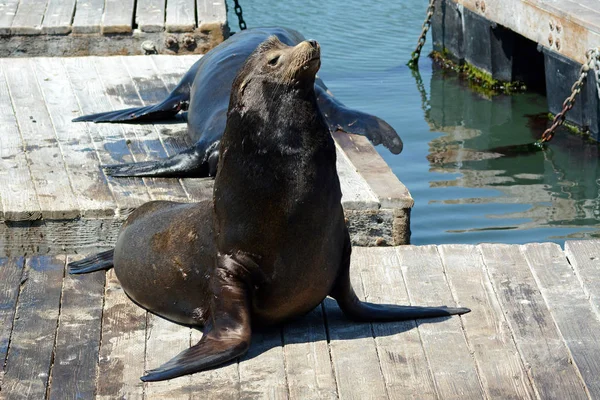 Sea Lion Posing on Floating Dock In San Francisco, California