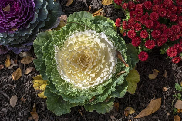 Crecimiento Ornamental Col Rizada Jardín — Foto de Stock