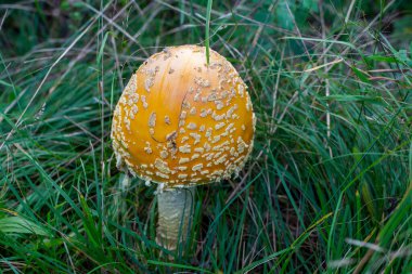 Amanita Muscaria Mantarı New York 'un kuzeyinde bulundu.
