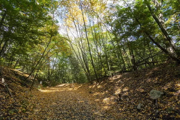 Sentiero Escursionistico Coperto Foglie Gialle Nelle Montagne Shawangunk Dello Stato — Foto Stock