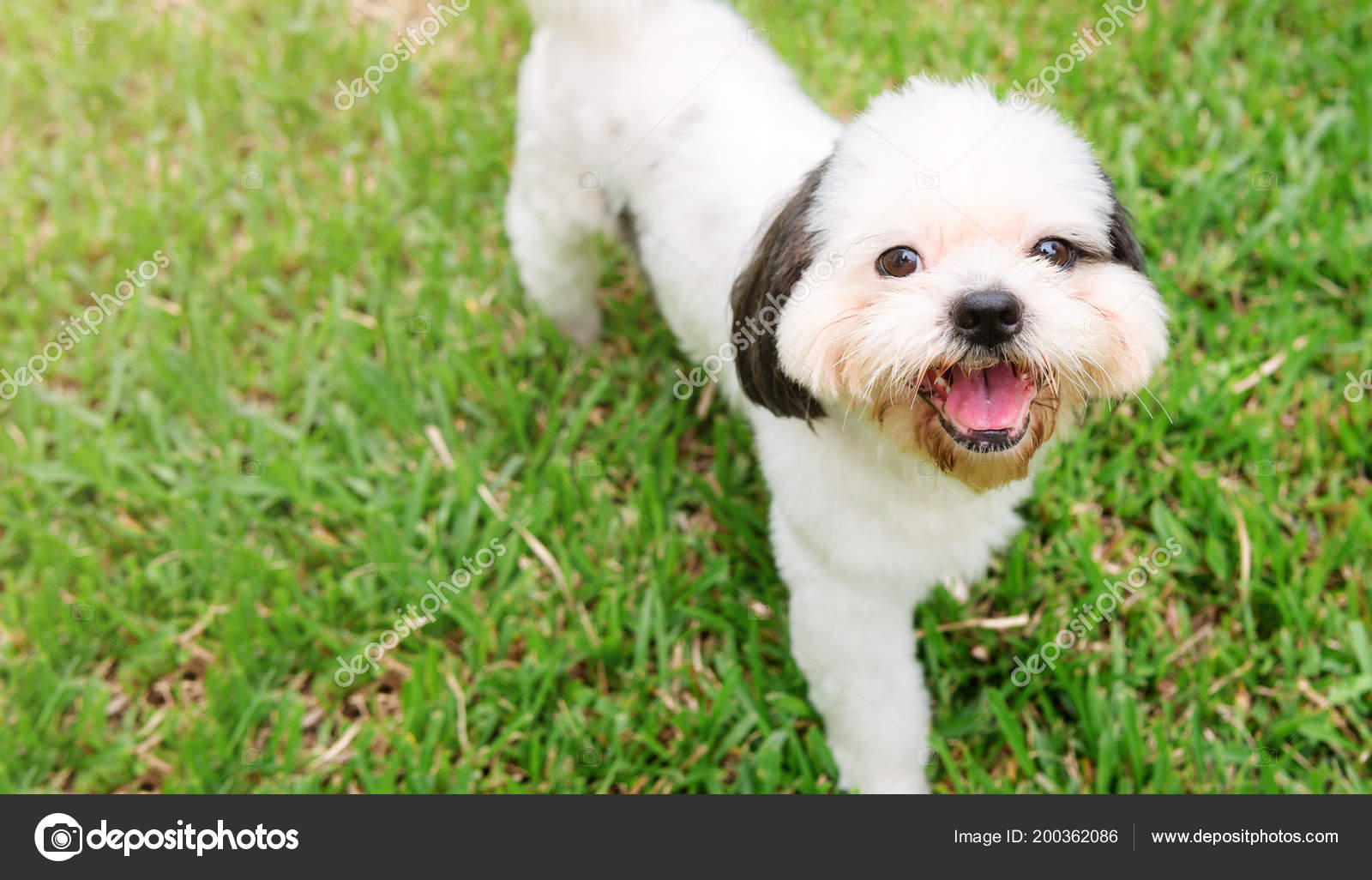 Chien Race Fourrure Shih Tzu Blanc Qui Est Dans Jardin