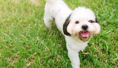 Köpek doğurmak çim bahçesinde Shih-Tzu beyaz kürk. Ve bana baktı şirin ve oynak ve meraklı gözlerle bakıyor.