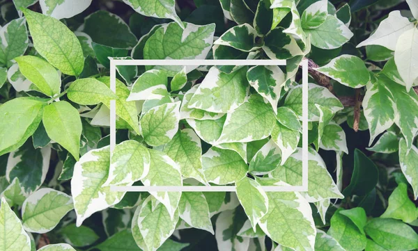 Autumn leaves and bougainvilleaAnd there is a green felt refreshed and relaxed nature and use it as a background.