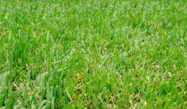 Güzel bir yeşil çim döşeme olduğunu. Ve temiz hava ve doğa saf ve arka planı olarak kullanılan hissediyorum.
