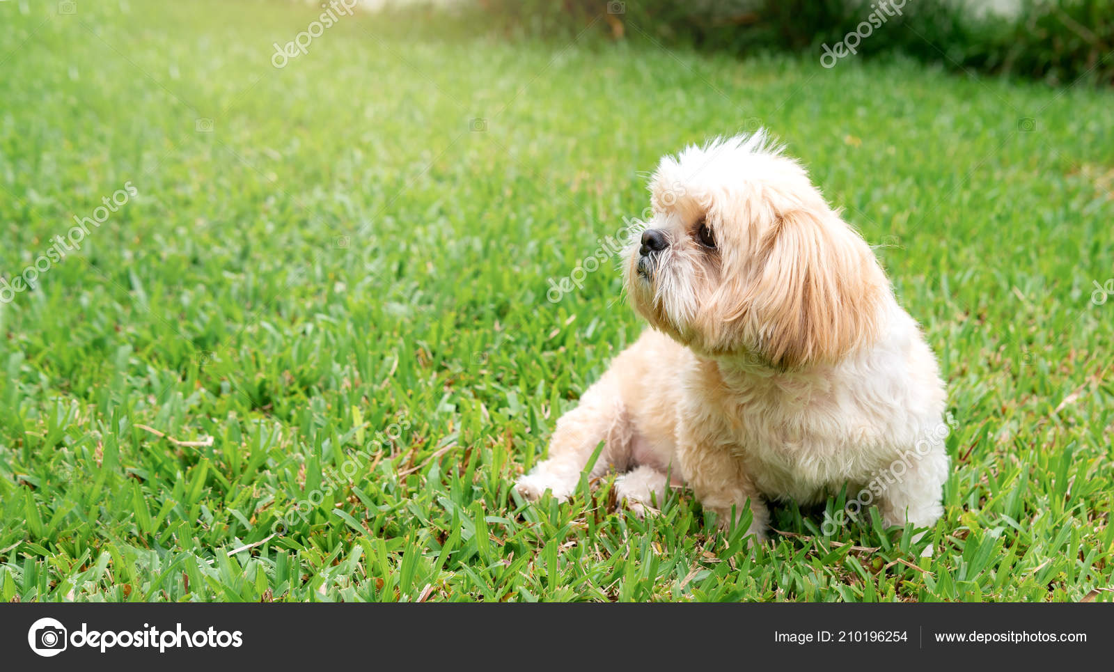 Petit Chien Races Shih Tzu Brun Fourrure Dans Pelouse