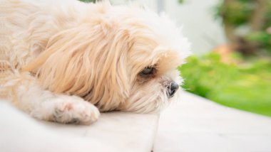 küçük köpek doğurmak shih tzu kahverengi fur.and uyku duruş ve üzgün ve yalnız. Ve patronum gelmek bekleyen ev.