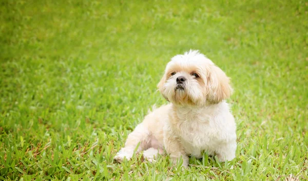 Pequeno Cão Raças Shih Tzu Marrom Pele Gramado Verde Estavam — Fotografia de Stock