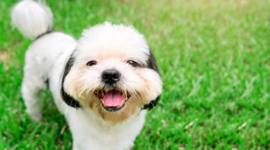 Köpek doğurmak çim bahçesinde Shih-Tzu beyaz kürk. Ve bana baktı şirin ve oynak ve meraklı gözlerle bakıyor.
