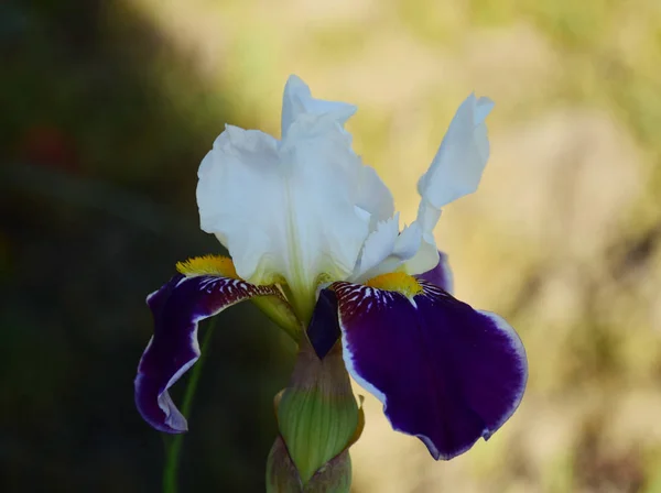 Bunga Iris Mekar Pada Latar Belakang Berwarna — Stok Foto