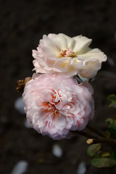 暗い背景で繊細なバラの花 — ストック写真