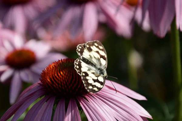 Beautiful Black White Butterfly — Stock Photo, Image