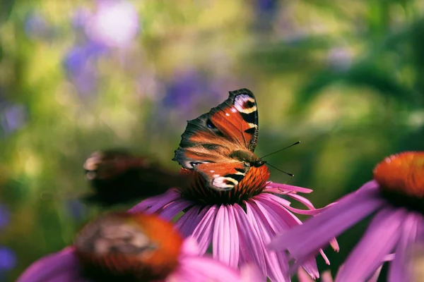 Butterfly Sitting Flower — Stock Photo, Image