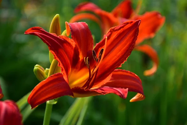 ดอกล สวยงามในสวน — ภาพถ่ายสต็อก