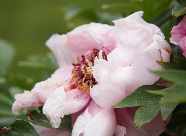 Hermosa Peonía Amaderada Rosa — Foto de Stock