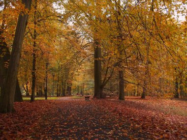 Parkta sabah sonbahar renkleri.