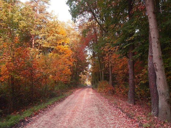 Uma Bela Paisagem Florestal Cores Coloridas Outono — Fotografia de Stock