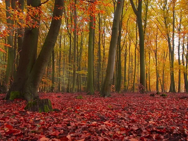 Paisagem Florestal Cores Coloridas Outono — Fotografia de Stock