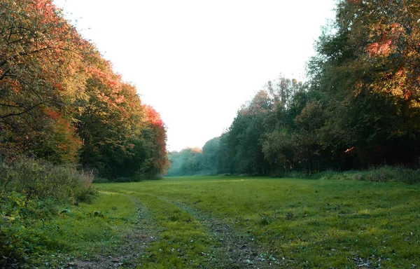 Ein Wald Schönen Herbstfarben — Stockfoto