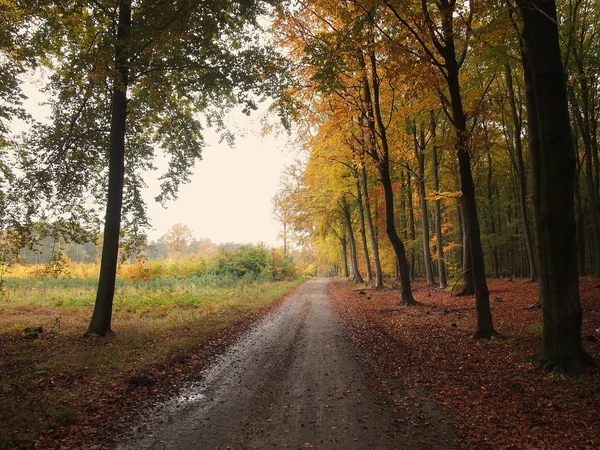 Uma Vista Floresta Belas Cores Outono — Fotografia de Stock