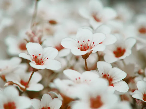 ホームガーデンで夏の割引のための花を咲かせる背景 — ストック写真