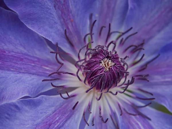 クレマチスの花 — ストック写真