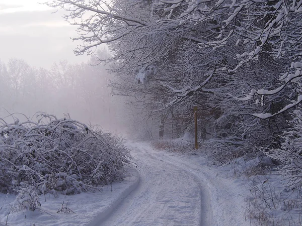 Красивий Білий Ліс Зимовий Сезон — стокове фото