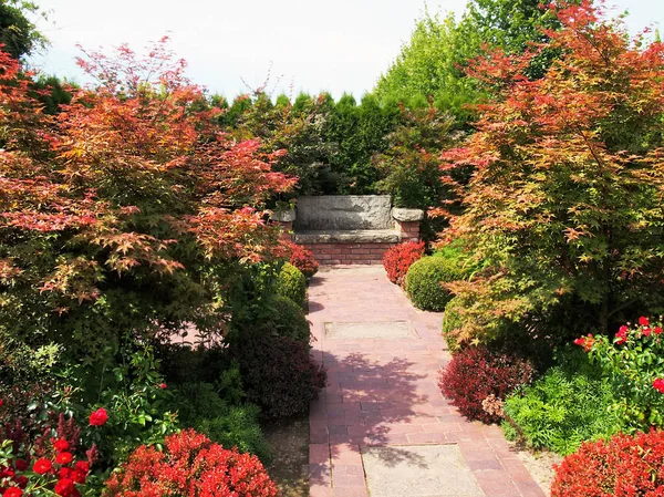 Jardín Espectáculos Con Fuertes Colores Intensos Arces Moras Azaleas —  Fotos de Stock