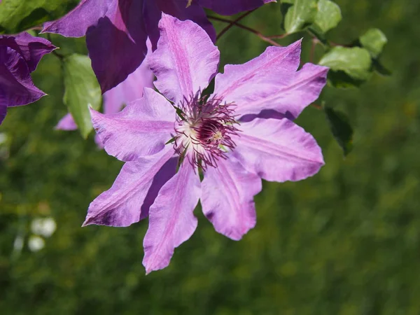 Blooming Klematis Beautiful Macro Shot — Stock Photo, Image