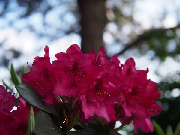 Pink Rhododendron Shrub Home Garden — Stock Photo, Image