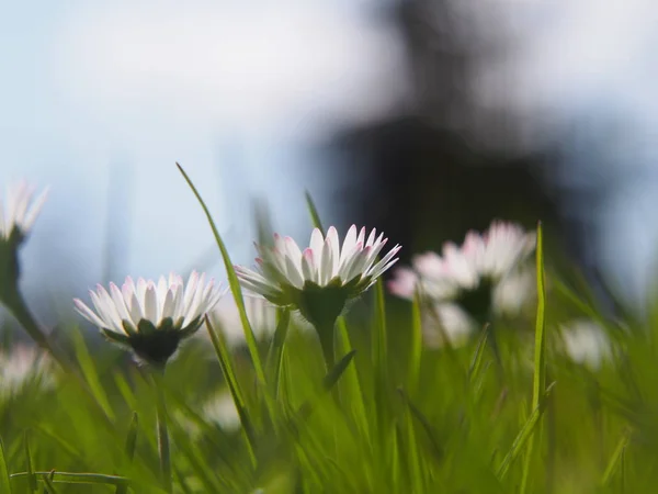 White Daisies Blooming Green Meadow — Stock Photo, Image