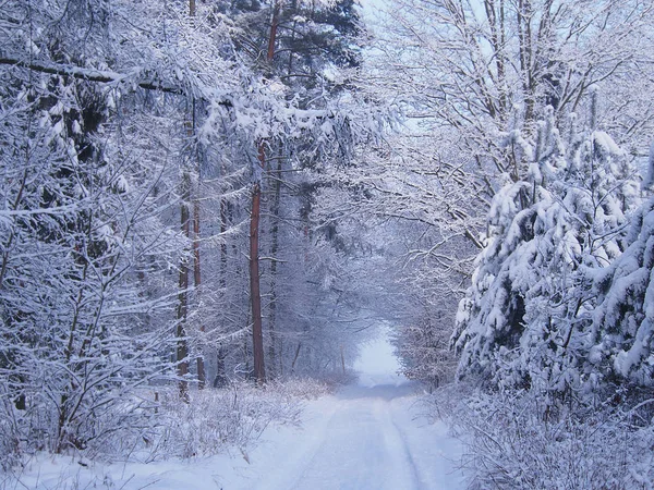 Uma Bela Paisagem Inverno Coberta Neve — Fotografia de Stock