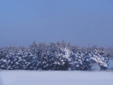 Kış manzarası, karlı alanları ve orman.
