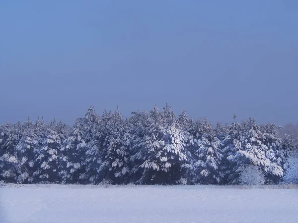 Зимовий Пейзаж Засніжені Поля Ліс — стокове фото