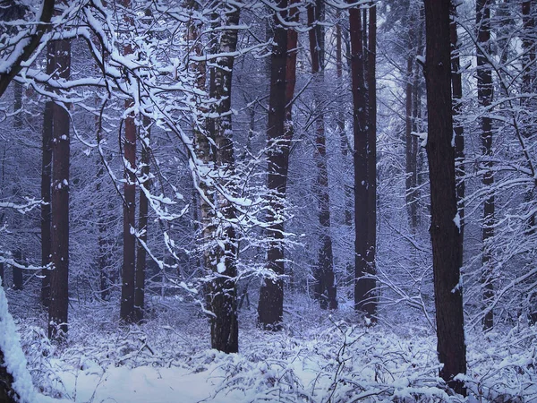 Ліс Зимовому Халаті — стокове фото
