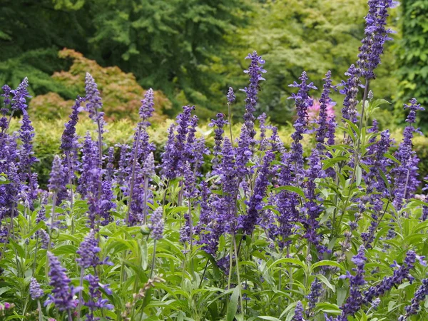 Sage Květiny Botanické Zahradě Krakově — Stock fotografie