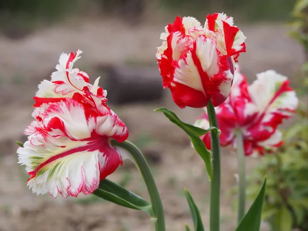Tulipán Blanco Rojo Jardín Casero —  Fotos de Stock