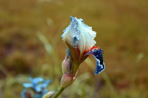 Bílá Modrá Iris Kapkách Deště — Stock fotografie